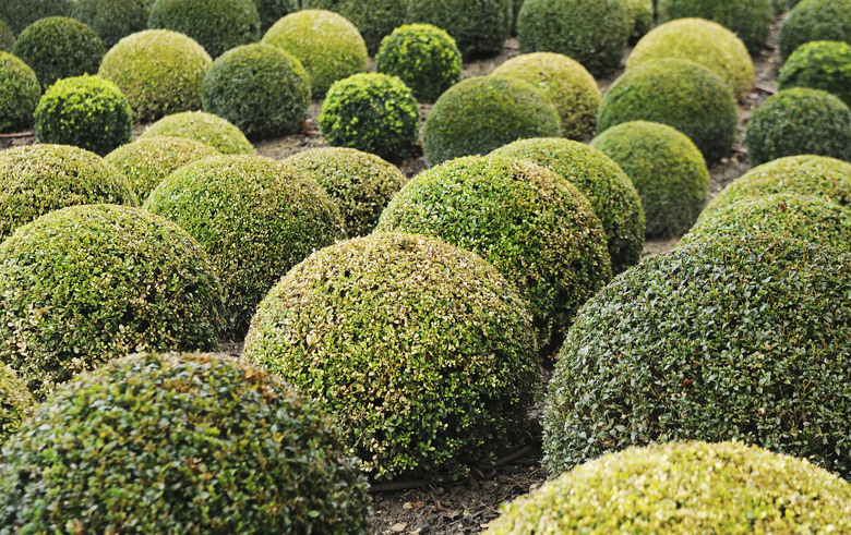 Boxwood