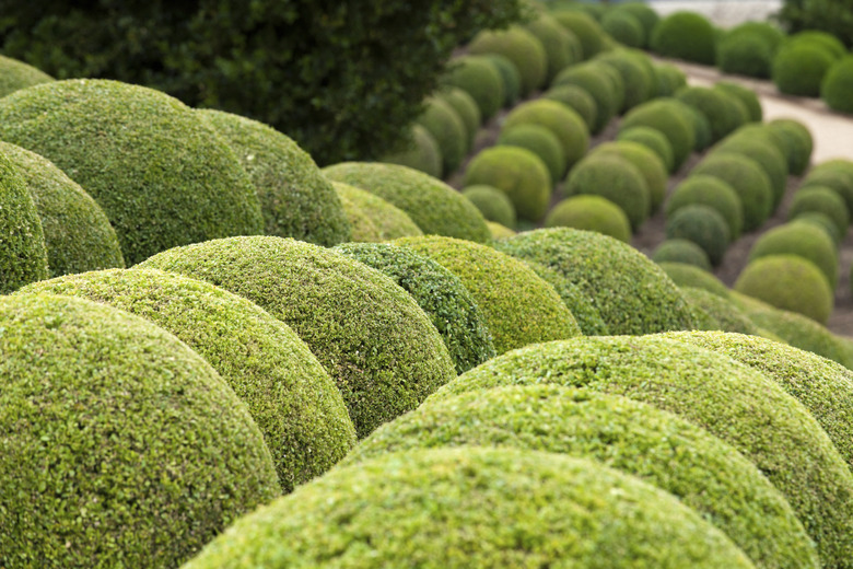 Green garden balls in France