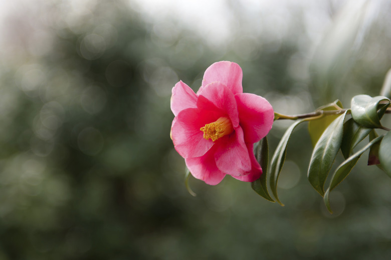 Camellia