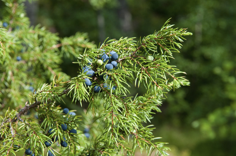 juniper