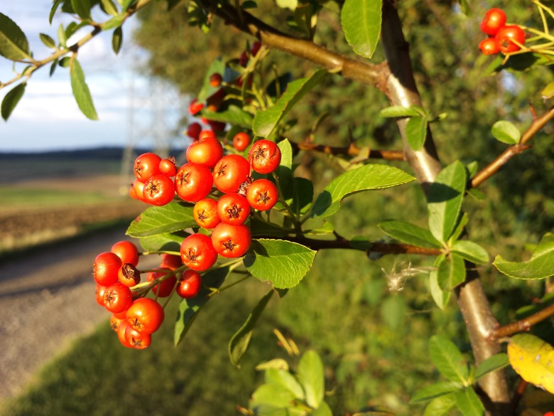 Scarlet firethorn Pyracantha coccinea fruits growing in the sun.