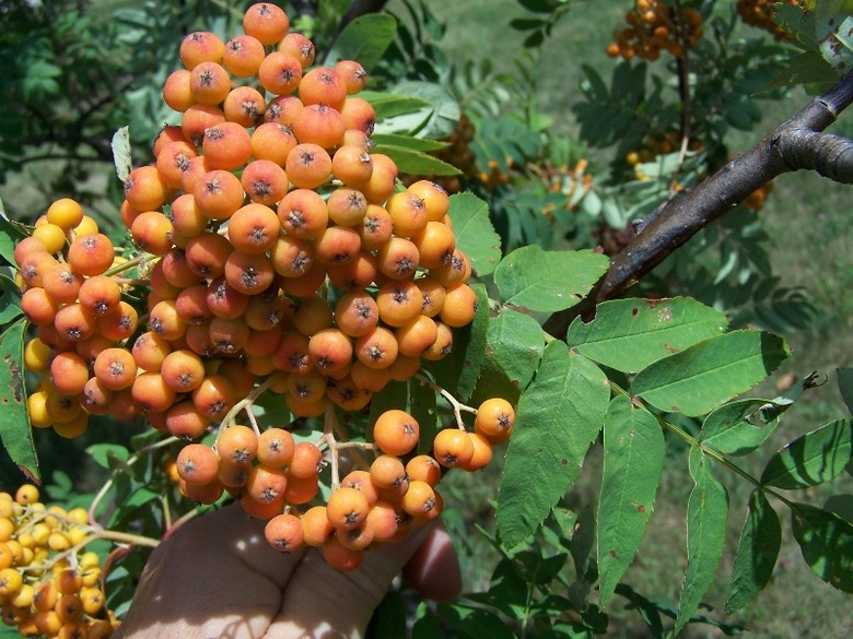 Young American mountain ash Sorbus americana fruits still ripening on the branch.