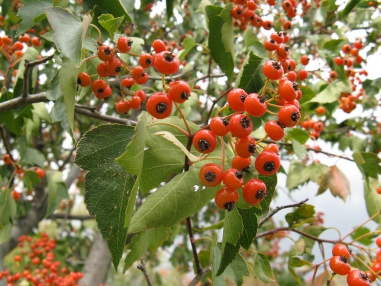 A close-up of some Washington hawthorn Crataegus phaenopyrum fruits.