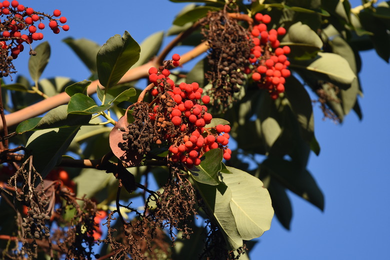 The red berries of a Pacific madrone tree Arbutus menziesii.