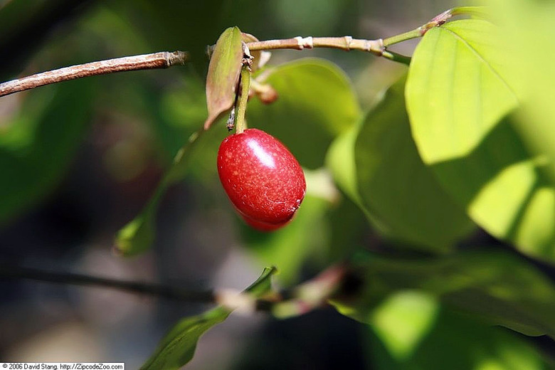 A cute little fruit on a Japanese cornelian dogwood Cornus officinalis plant.