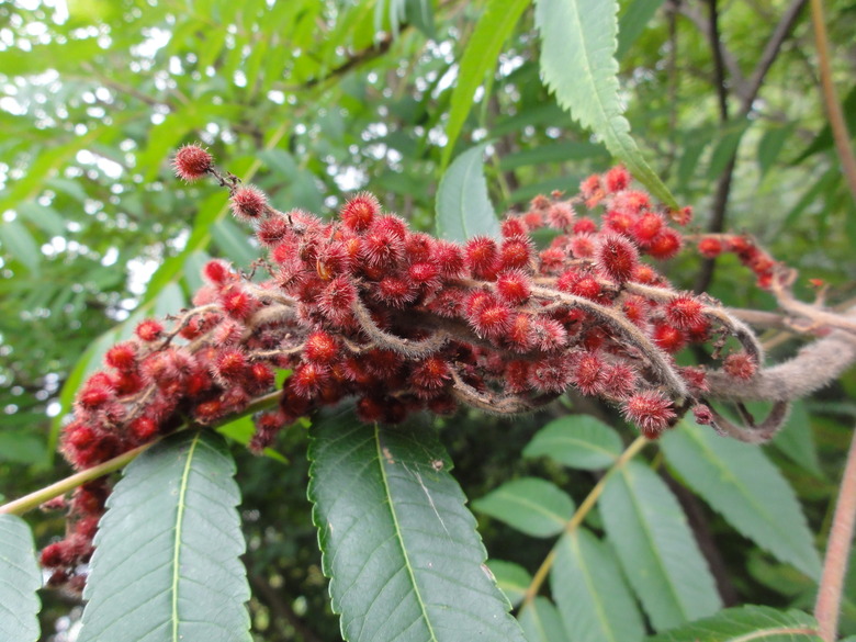 Red fruits from a staghorn sumac Rhus typhina shrub.