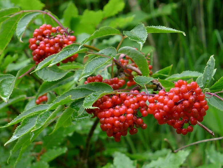 Clusters of fruits from a red elderberry Sambucus racemosa plant hanging on the branch.