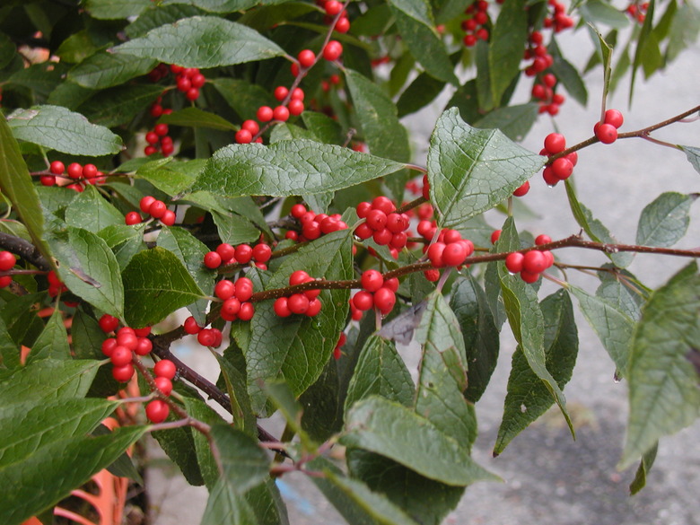 Winterberries Ilex verticillata growing on the branch.