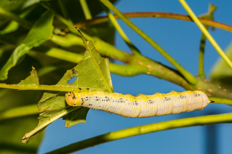 A catalpa sphinx moth Ceratomia catalpae crawling along a leaf.