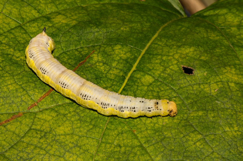 A catalpa sphinx caterpillar crawling along a leaf.