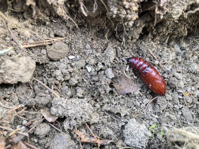 A pupa of a catalpa worm that will eventually turn into a moth.