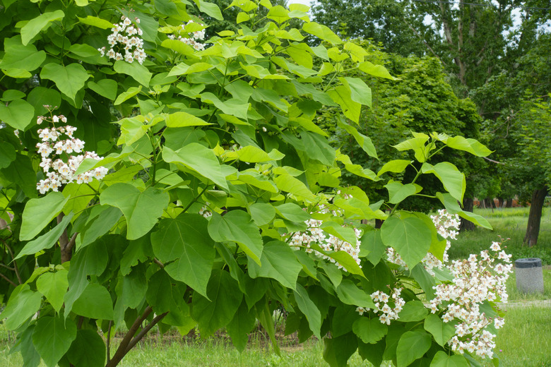Green leaves and white flowers of a catalpa tree in June.