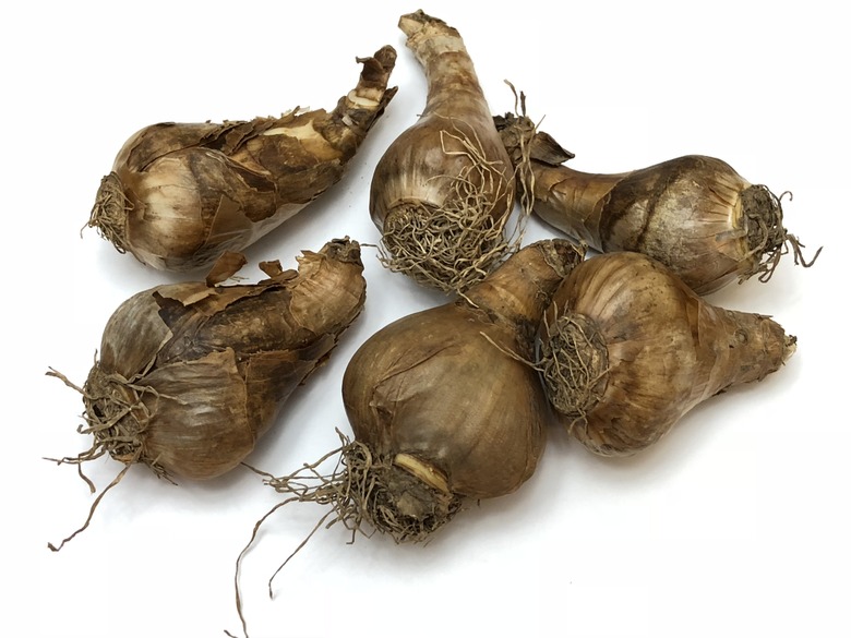 Six dark brown daffodil bulbs from Oak Hill