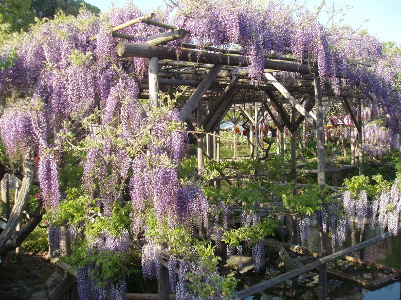 Chinese wisteria Wisteria sinensis growing along a shrine in Tokyo