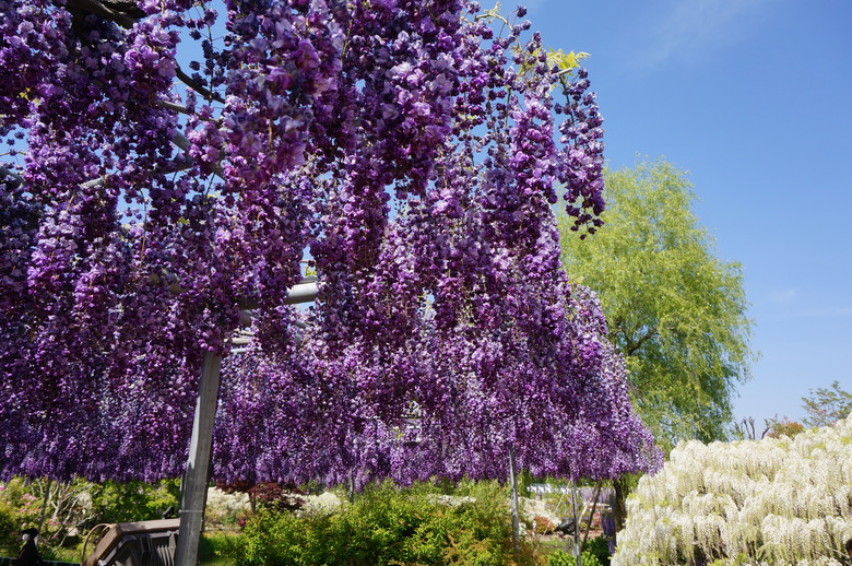 Some Japanese wisteria Wisteria floribunda growing at Ashikaga Flower Park in Japan.