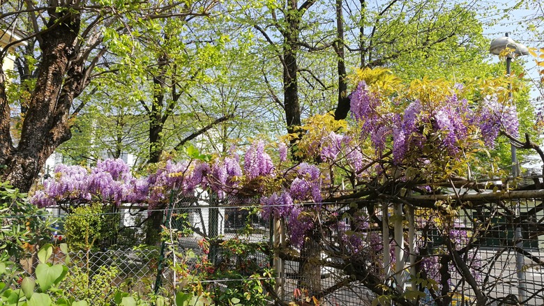 Some pretty American wisteria Wisteria frutescens growing along some support structures.