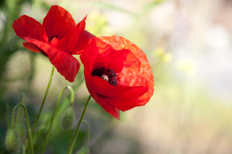 Red poppies