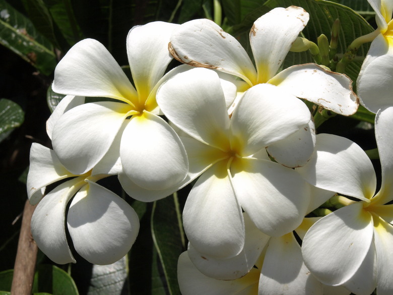 A close-up of some Singapore graveyard flowers Plumeria obtusa.