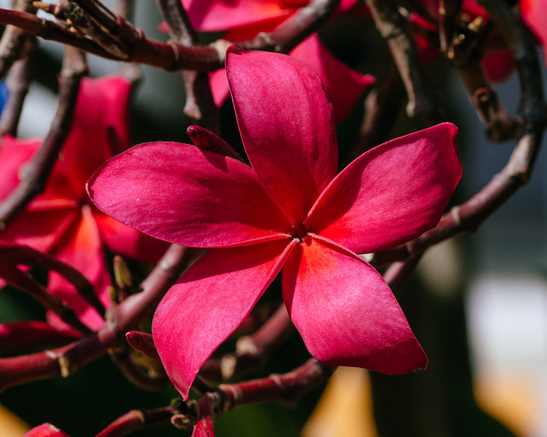 A close-up of a radiant red frangipani Plumeria rubra flower.