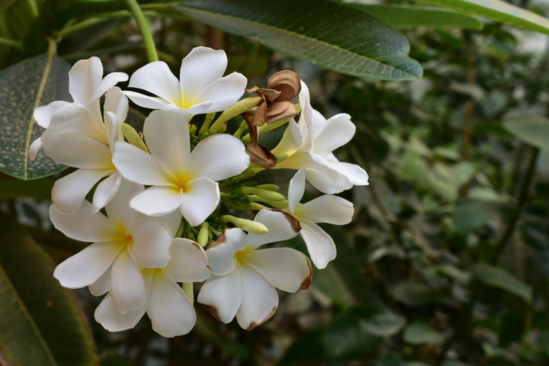 A cluster of white Plumeria alba flowers.