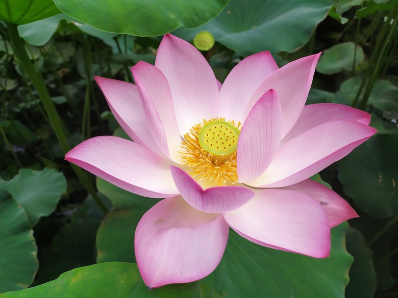 A delightfully pink and white Indian lotus Nelumbo nucifera in full bloom.