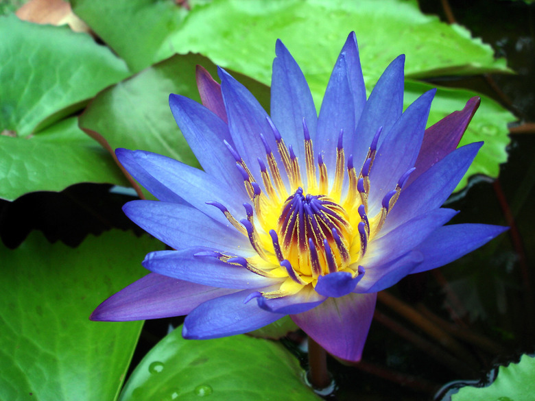 A wonderful Egyptian blue water lily Nymphaea caerulea in full bloom.