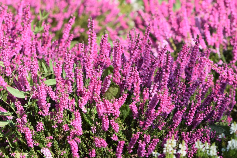 Some Jana heather Calluna vulgaris 'Jana' plants growing in a botanical garden.