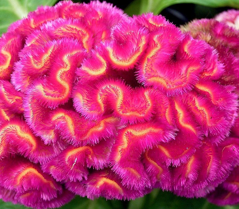 An extreme close-up of some gloriously multicolored cockscomb Celosia argentea var. cristata flowers.