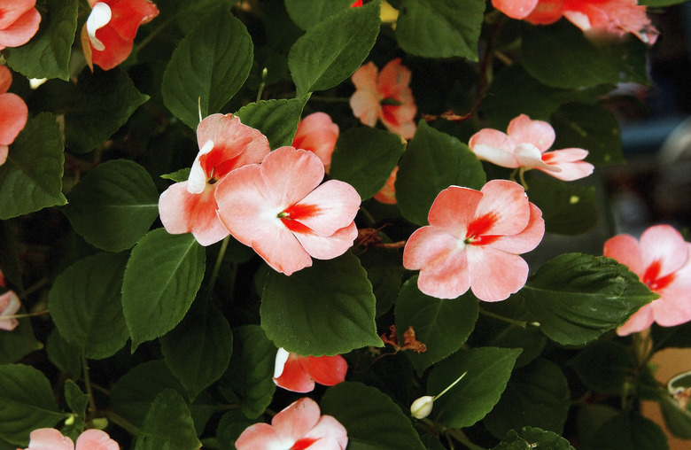 Orange impatiens