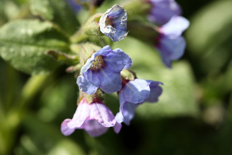 Blooming flowers on branch