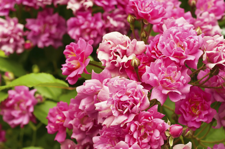 Peony flowers