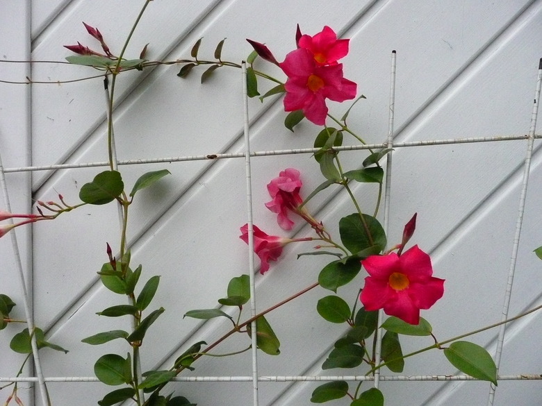 Brazilian jasmine Mandevilla sanderi growing up a support structure.