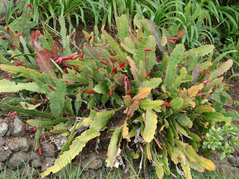A true Christmas cactus Schlumbergera x buckleyi growing outside.