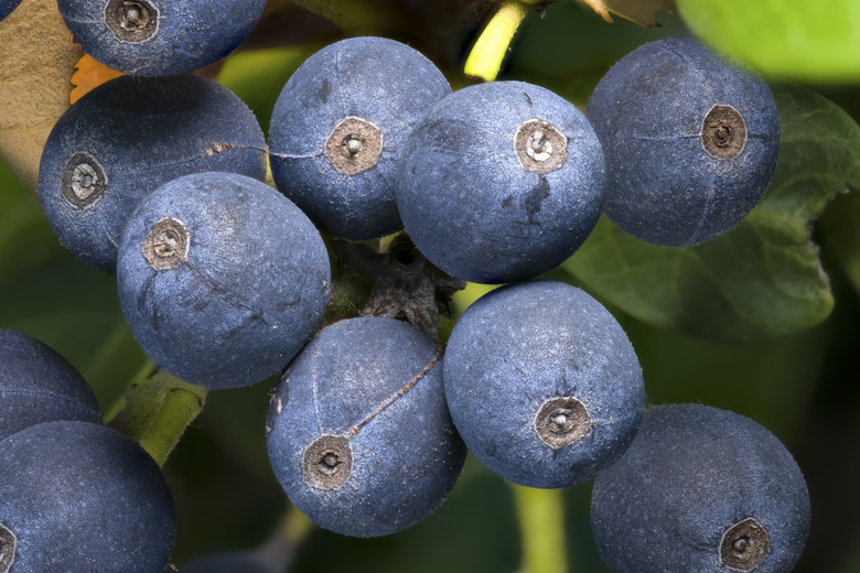 Blueberry Cluster Macro