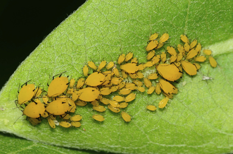 Orange Milkweed aphids on a milkweed leaf.