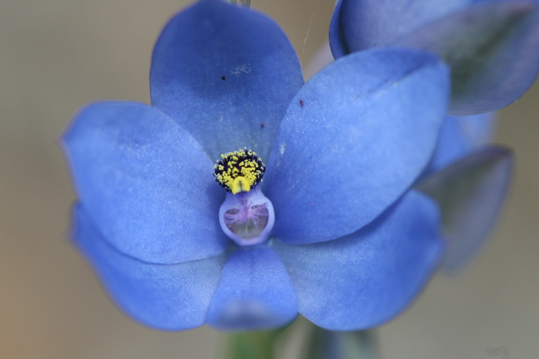A close-up of a radiant blue lady orchid Thelymitra crinita flower.
