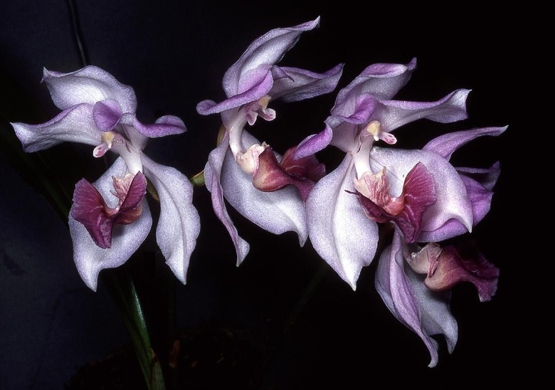 A close-up of some jewel of the jungle Aganisia cyanea flowers set against a black background.