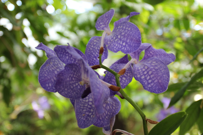 A close-up of some blue vanda orchid Vanda coerulea flowers.