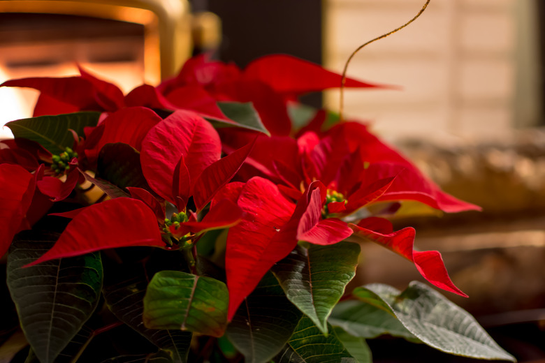 poinsettia by fireplace