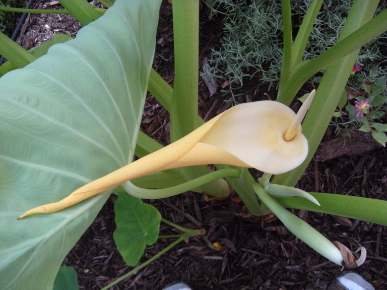 A large flower grows on a wild taro Colocasia esculenta plant.