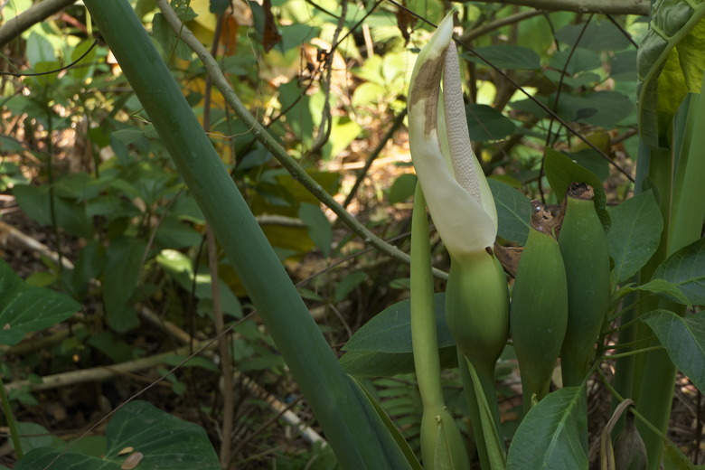 A cute tannia Xanthosoma sagittifolium flower emerges out of the ground.