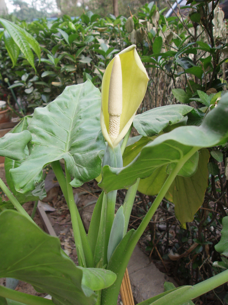A large flower pops up out of a giant taro Alocasia macrorrhizos plant.