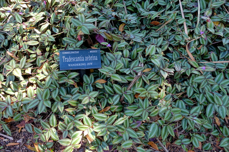 Wandering jew Tradescantia zebrina growing at the Marie Selby Botanical Gardens in Sarasota