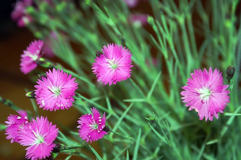Some delightfully pink flowers from a Cheddar pink Dianthus gratianopolitanus plant swaying in the wind.
