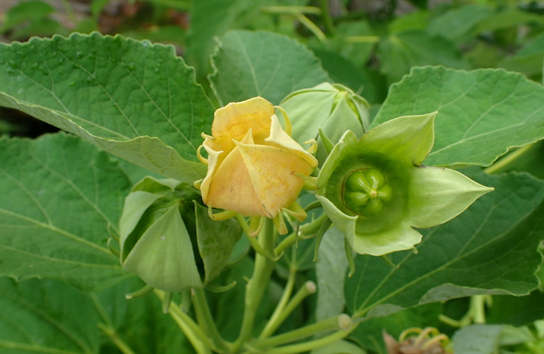 A hardy hibiscus Hibiscus moscheutos with a yellow bud at the Chicago Botanic Garden.