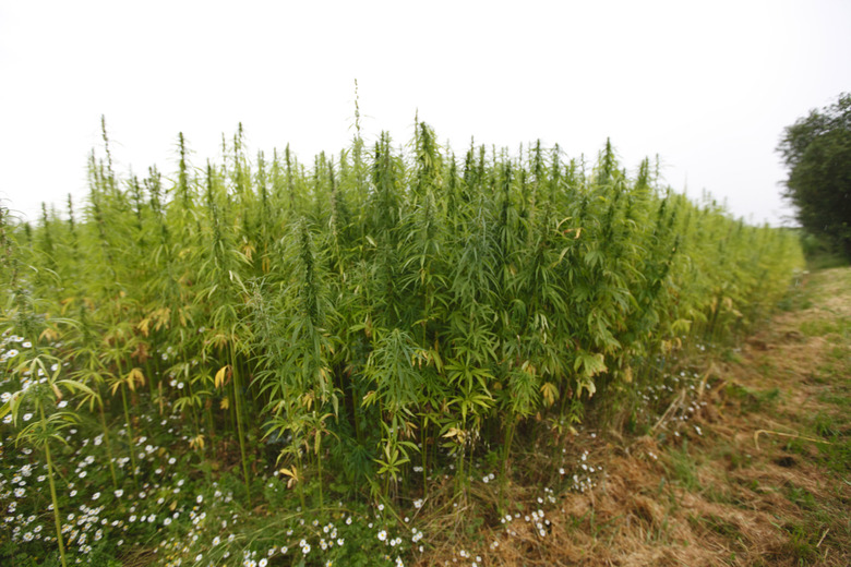 hemp field