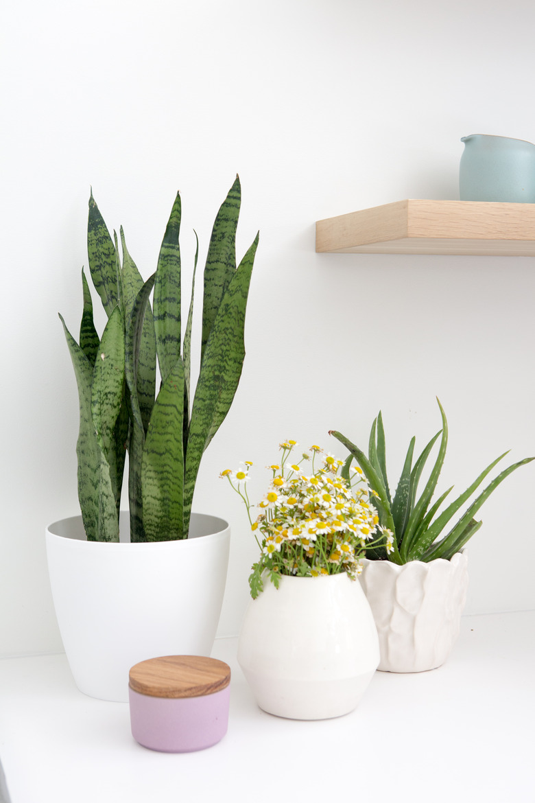sansevieria plant
