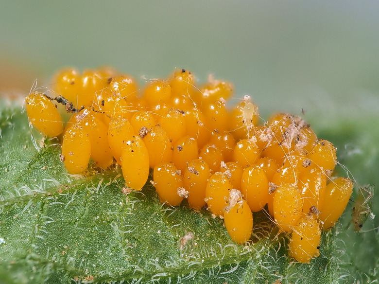 A group of orange eggs of the Colorado potato bug Leptinotarsa decemlineata.