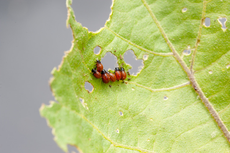 A handful of red and black Colorado potato bug Leptinotarsa decemlineata larvae eating away at a leaf.