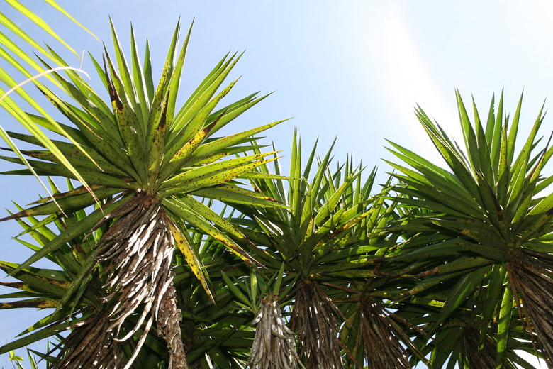 A handful of spineless yucca Yucca elephantipes plants soaking up the sun.